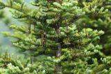 Abies holophylla. Часть кроны молодого дерева со стержнями шишек (семенные чешуи почти полностью опали). Приморский край, Шкотовский р-н, окр. с. Многоудобное, выходы известняковых скал на гребне горы у опушки широколиственного леса. 31.05.2025.