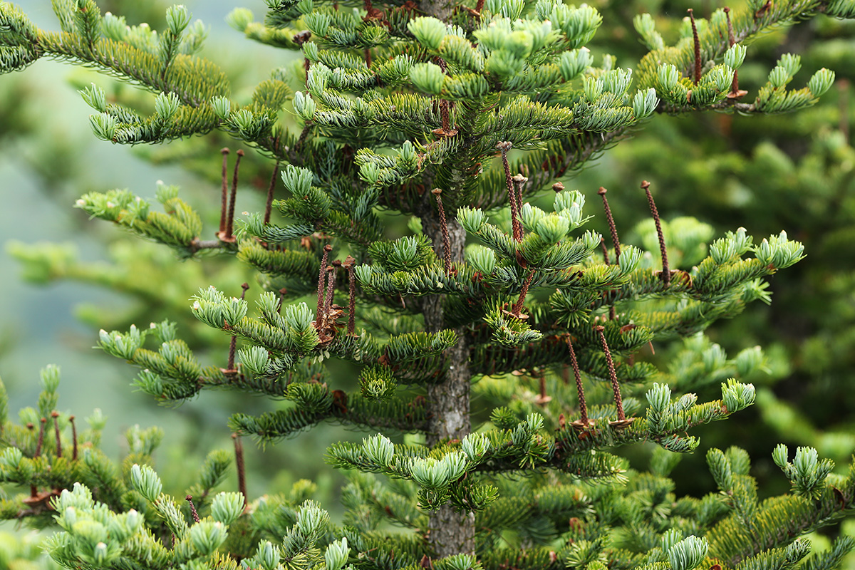 Image of Abies holophylla specimen.