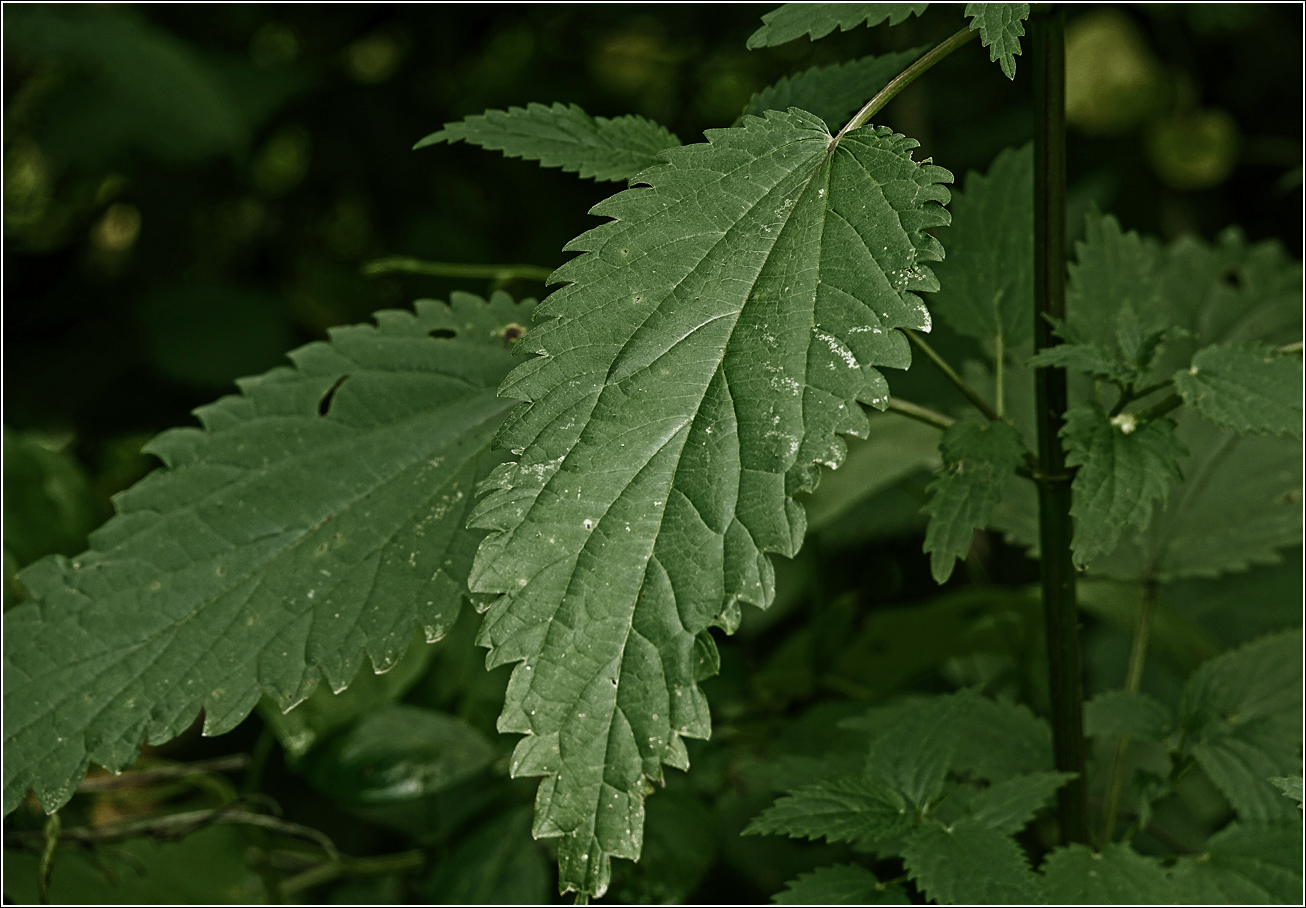 Изображение особи Urtica dioica.