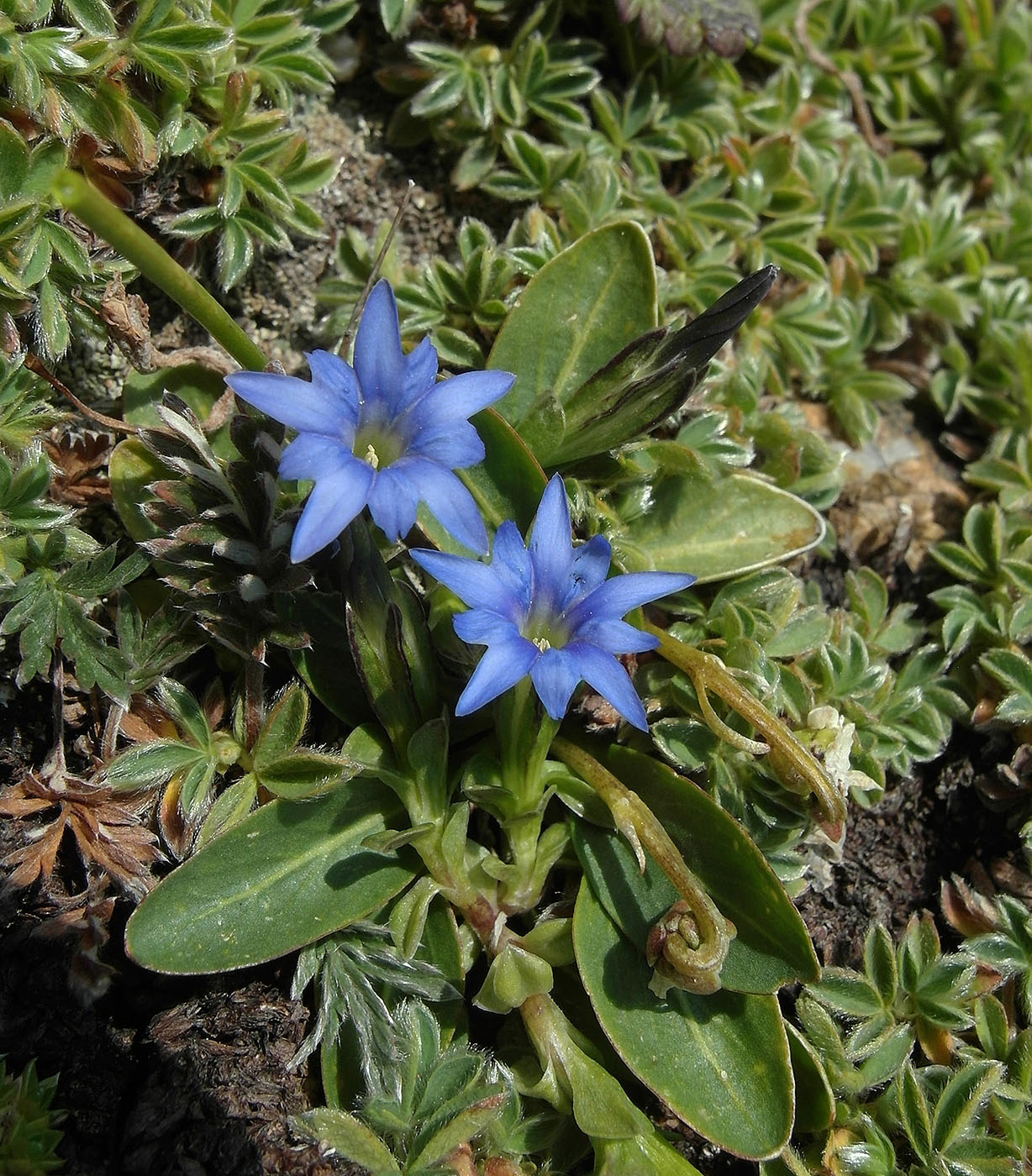 Изображение особи Gentiana karelinii.