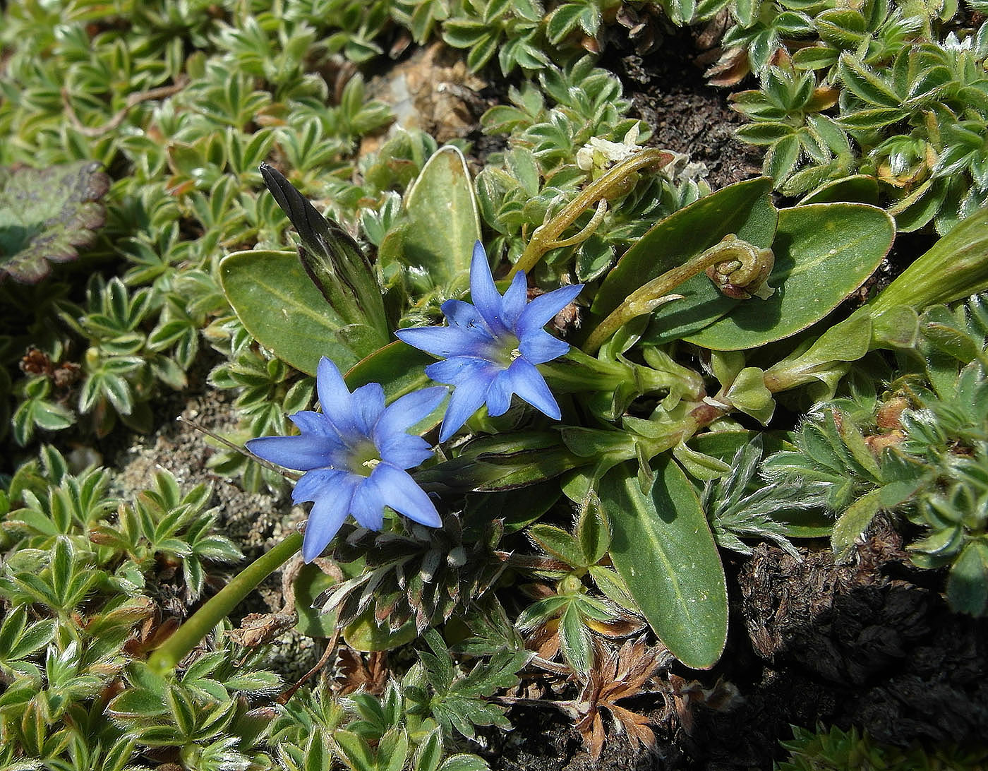 Изображение особи Gentiana karelinii.