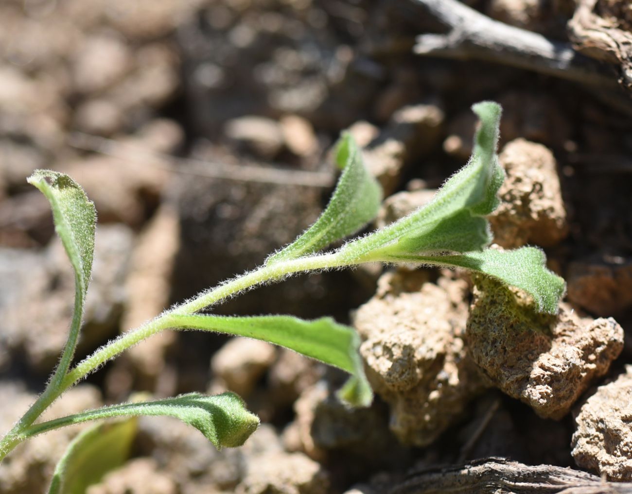 Image of Arabis caucasica specimen.