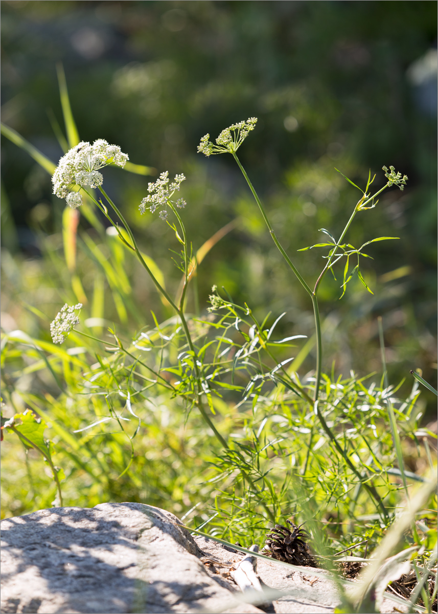 Изображение особи Cenolophium fischeri.