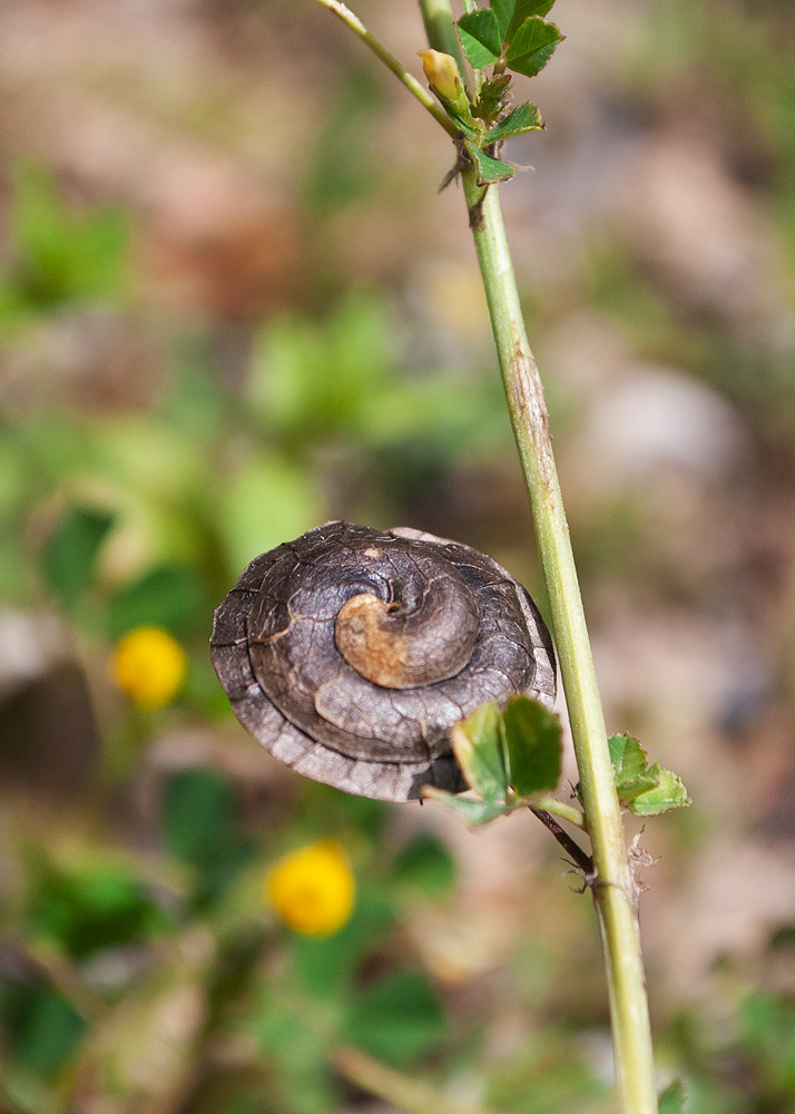 Image of Medicago orbicularis specimen.