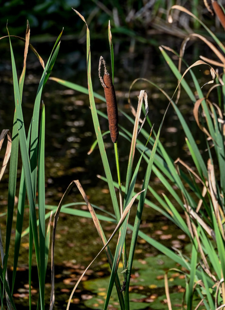Image of Typha latifolia specimen.
