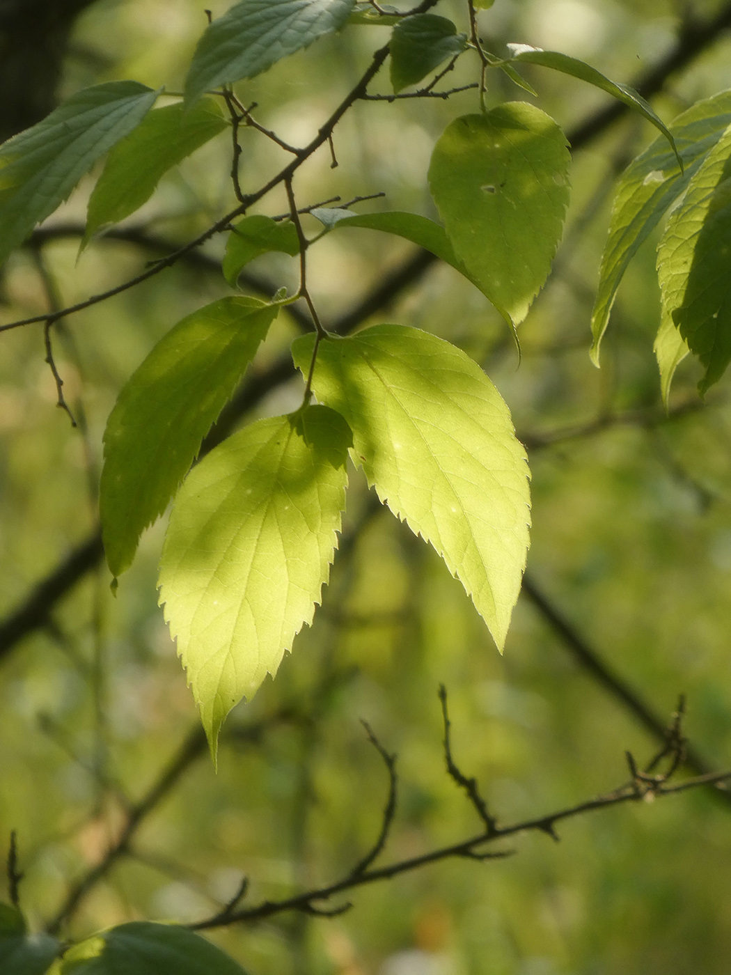 Изображение особи род Celtis.