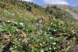 View full-size image Campanula lasiocarpa