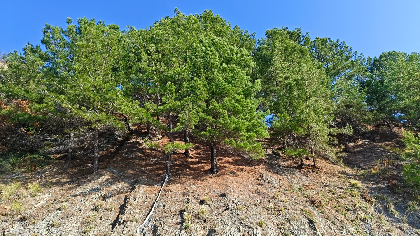 Image of Pinus pityusa specimen.