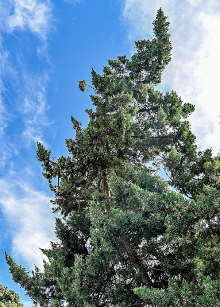 Image of Juniperus virginiana specimen.