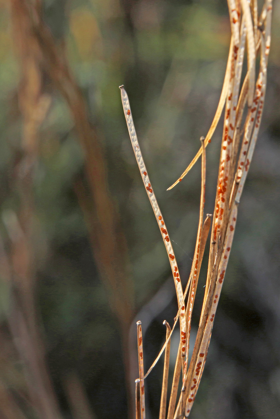 Image of Turritis glabra specimen.