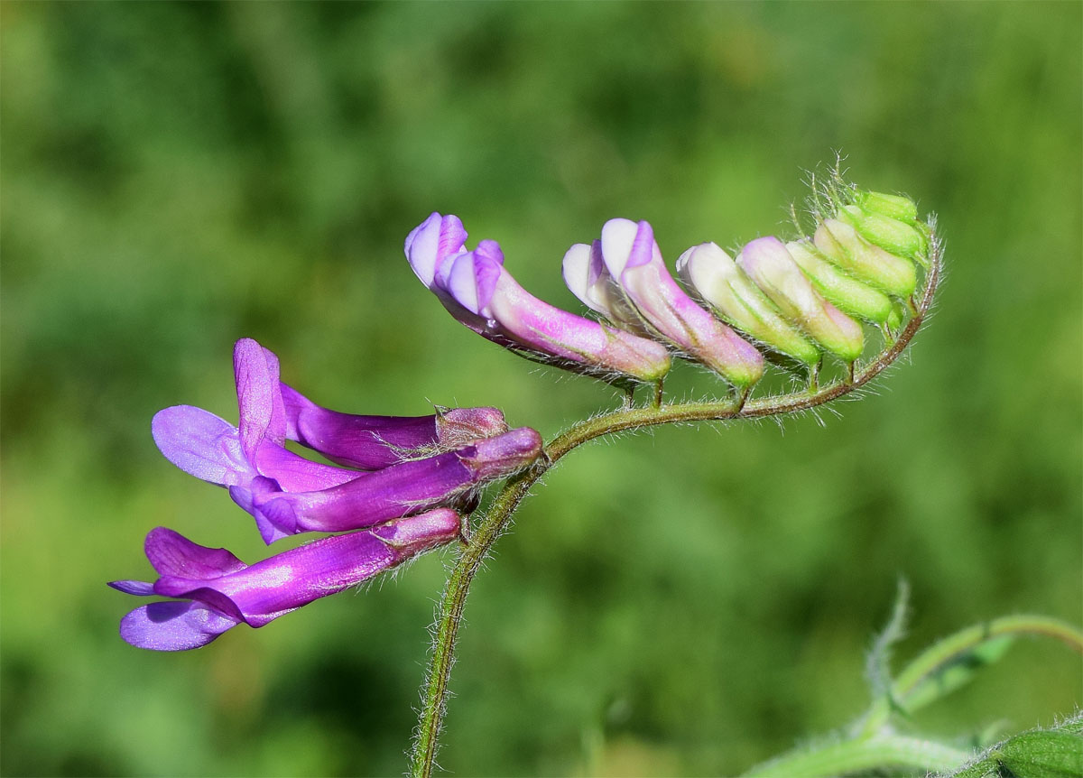 Изображение особи род Vicia.