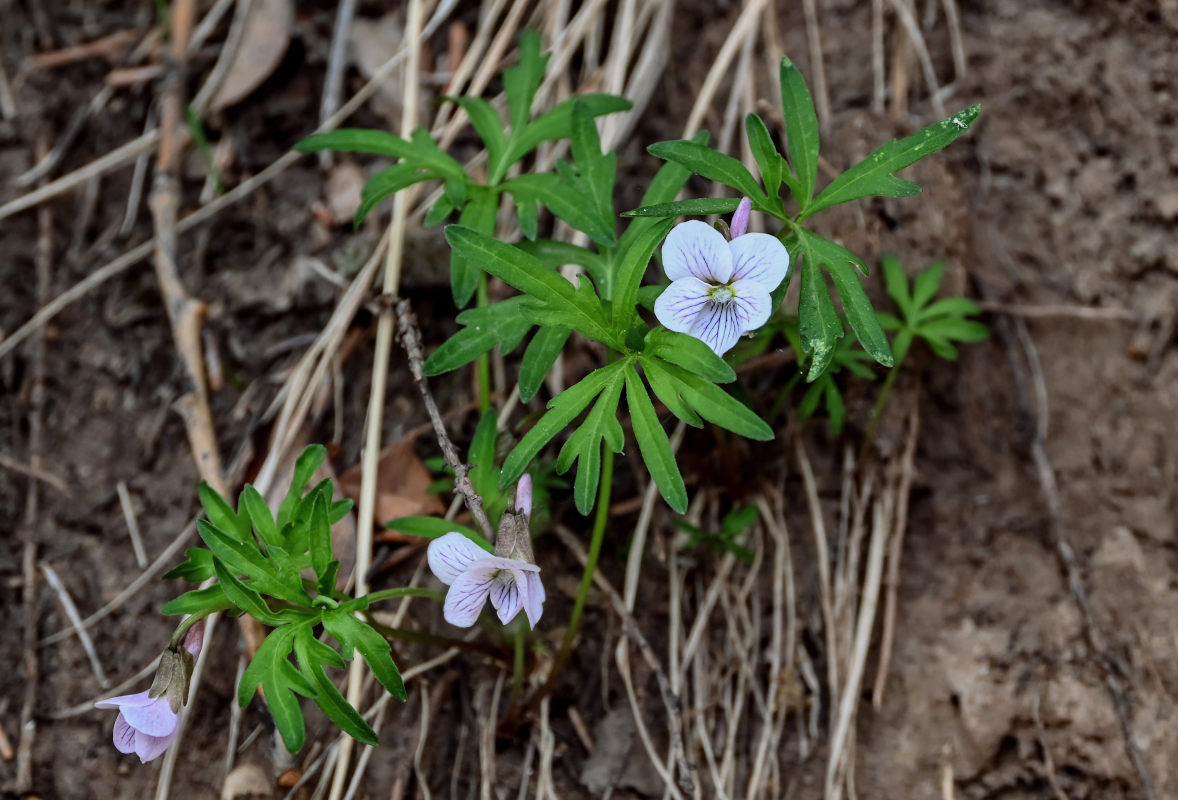 Изображение особи Viola dissecta.