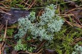 род Cladonia