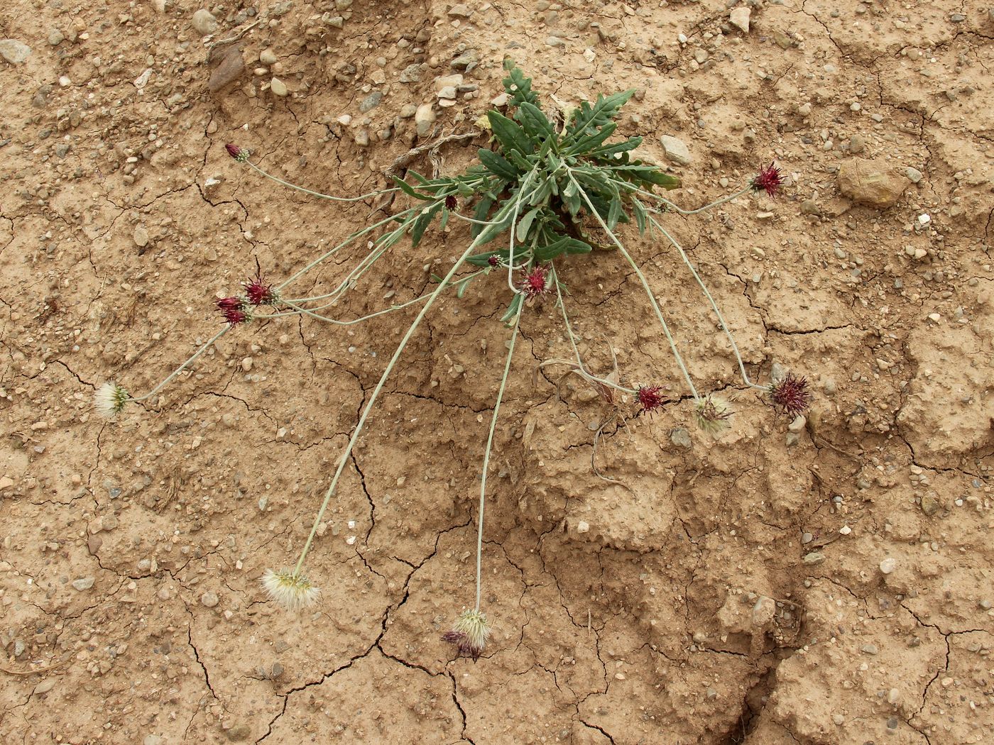 Image of Jurinea atropurpurea specimen.