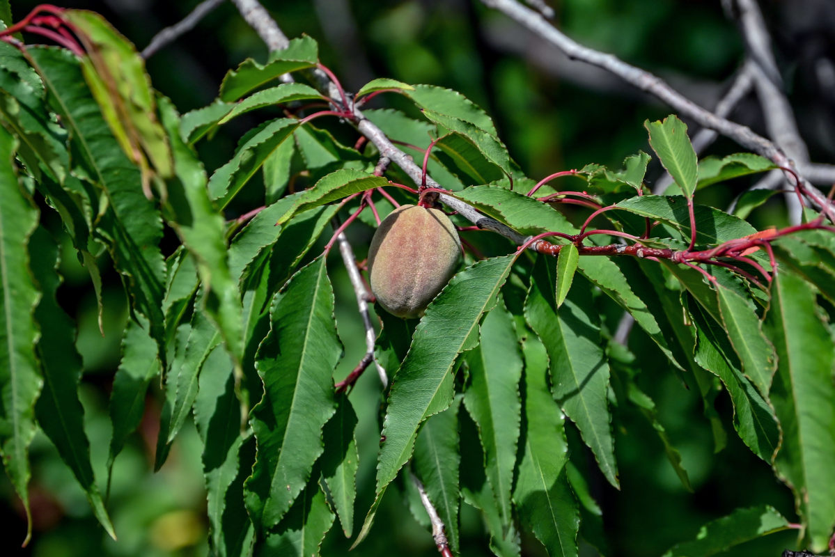 Изображение особи Armeniaca davidiana.