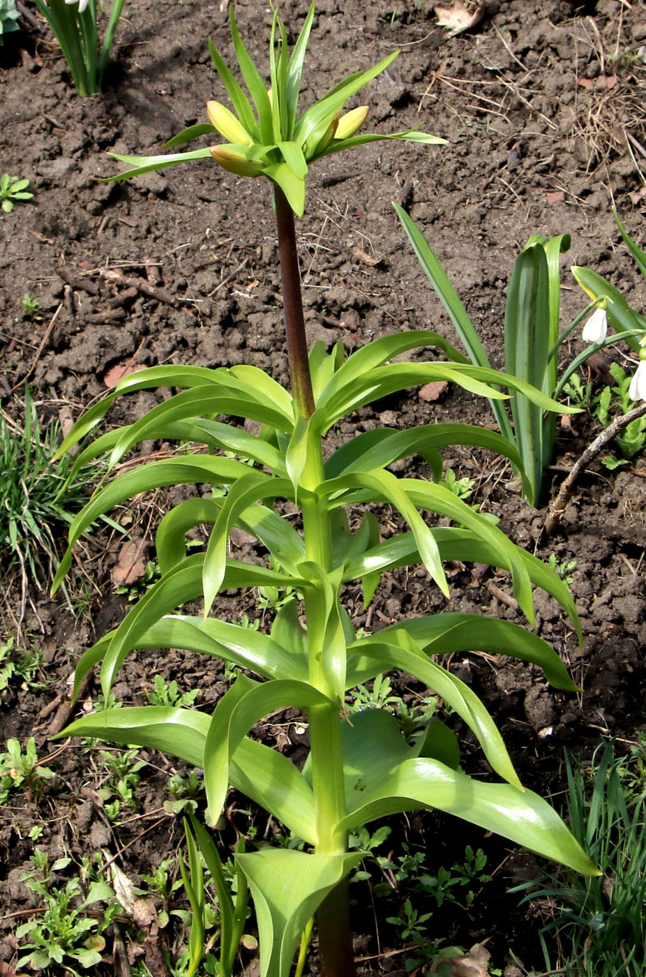 Image of Fritillaria imperialis specimen.