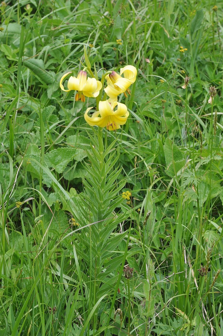 Изображение особи род Lilium.