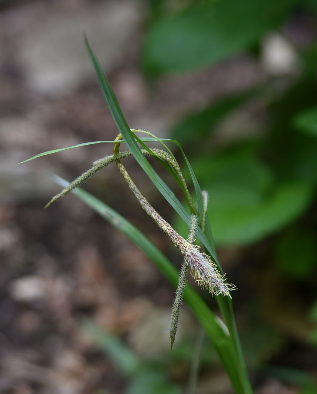 Изображение особи Carex pendula.