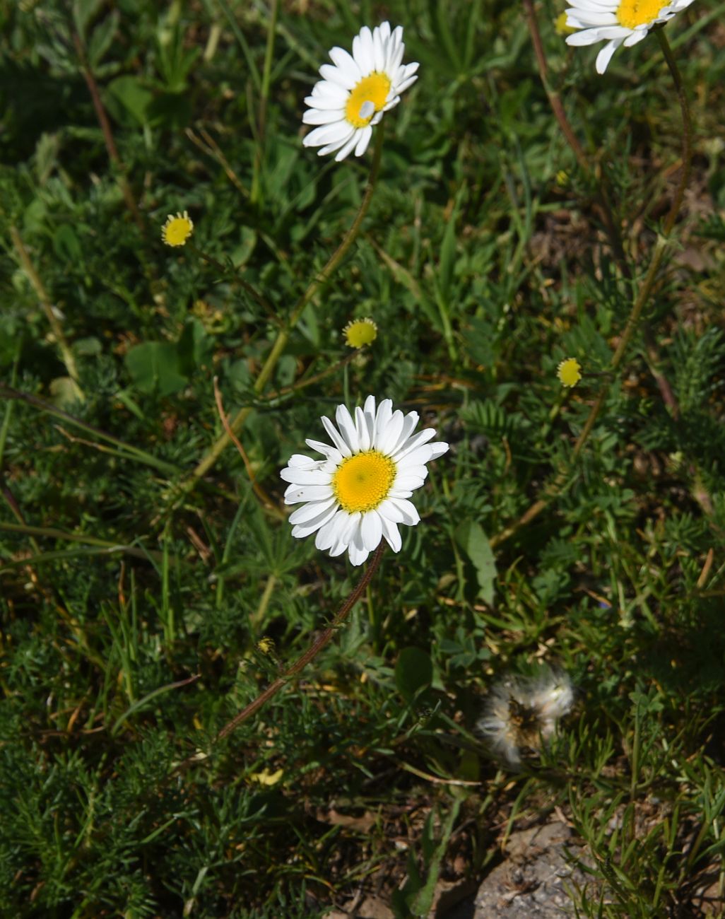 Image of familia Asteraceae specimen.