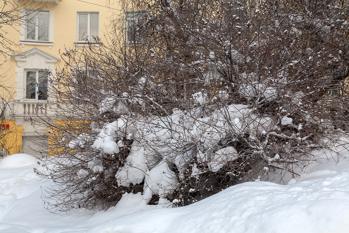 Image of Syringa × henryi specimen.