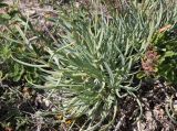 Gypsophila pallasii. Нижняя часть цветущего растения с многочисленными укороченными вегетативными побегами. Крым, Тарханкутский п-ов, ур. Джангуль, каменистые (известняковые) склоны к морю. 24.07.2010.