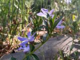 Vinca herbacea. Верхушка побега с цветками. Крым, муниципальный округ Судак, южный склон хр. Токлук-Сырт, седловина между горами Ай-Георгий и Килиса-Кая, дубовое редколесье. 30.04.2025.