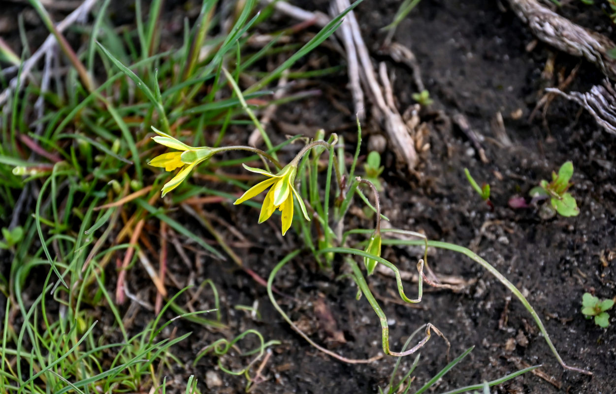 Image of genus Gagea specimen.