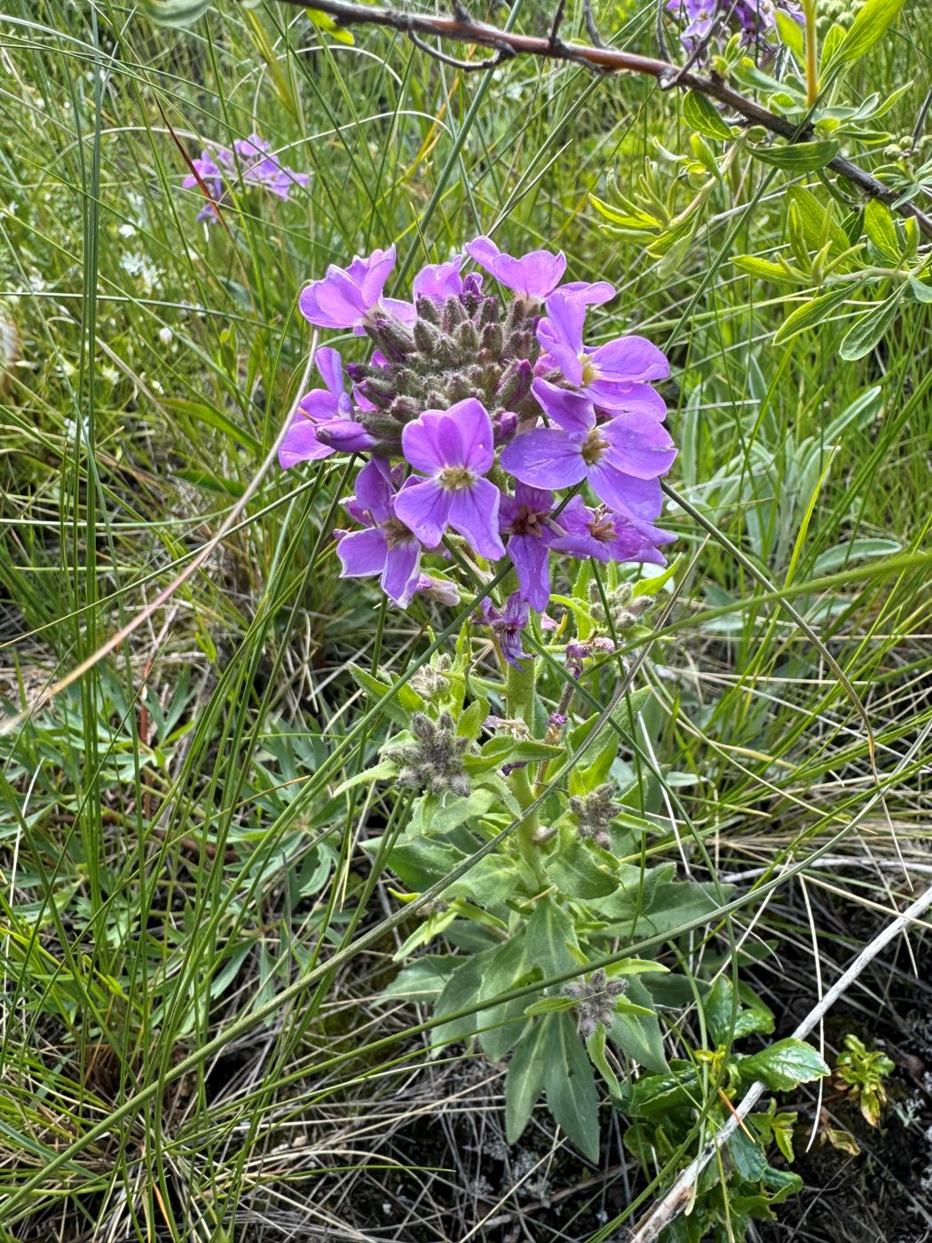 Image of Clausia aprica specimen.