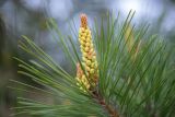 Pinus densiflora. Верхушка побега с микростробилами. Приморский край, п-ов Гамова, мыс Теляковского. 17.05.2026.