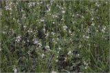 Veronica serpyllifolia. Цветущие растения. Московская обл., Раменский р-н, окр. дер. Хрипань, садовый участок. 26.05.2026.