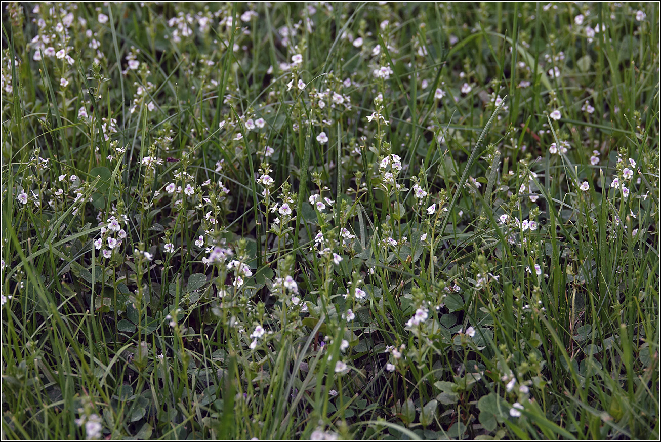 Image of Veronica serpyllifolia specimen.