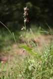 Ophrys oestrifera