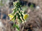 Lactuca serriola