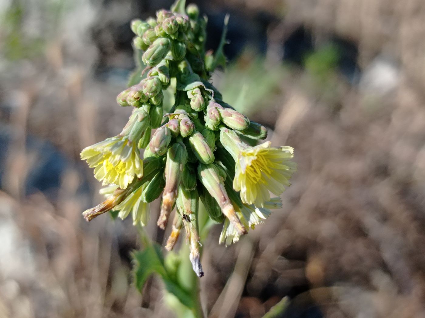 Image of Lactuca serriola specimen.