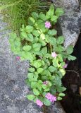 Rubus arcticus. Цветущие растения. Карелия, Беломорск, Залавруга - Беломорские петроглифы, расщелина между базальтовыми плитами. 08.06.2026.