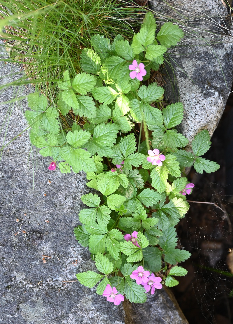 Image of Rubus arcticus specimen.