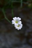 семейство Caryophyllaceae