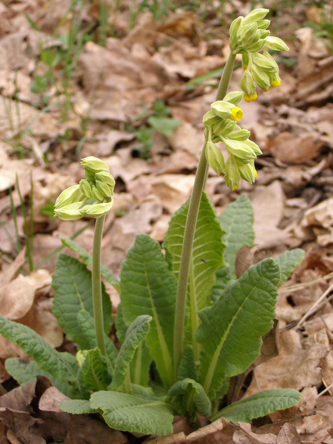 Изображение особи Primula veris.