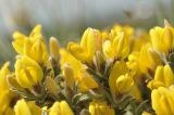 genus Chamaecytisus. Верхушки побегов с цветками. Крым, г. Симферополь, окр. мкр-на Пневматика, куэста, скала. 21.05.2026.
