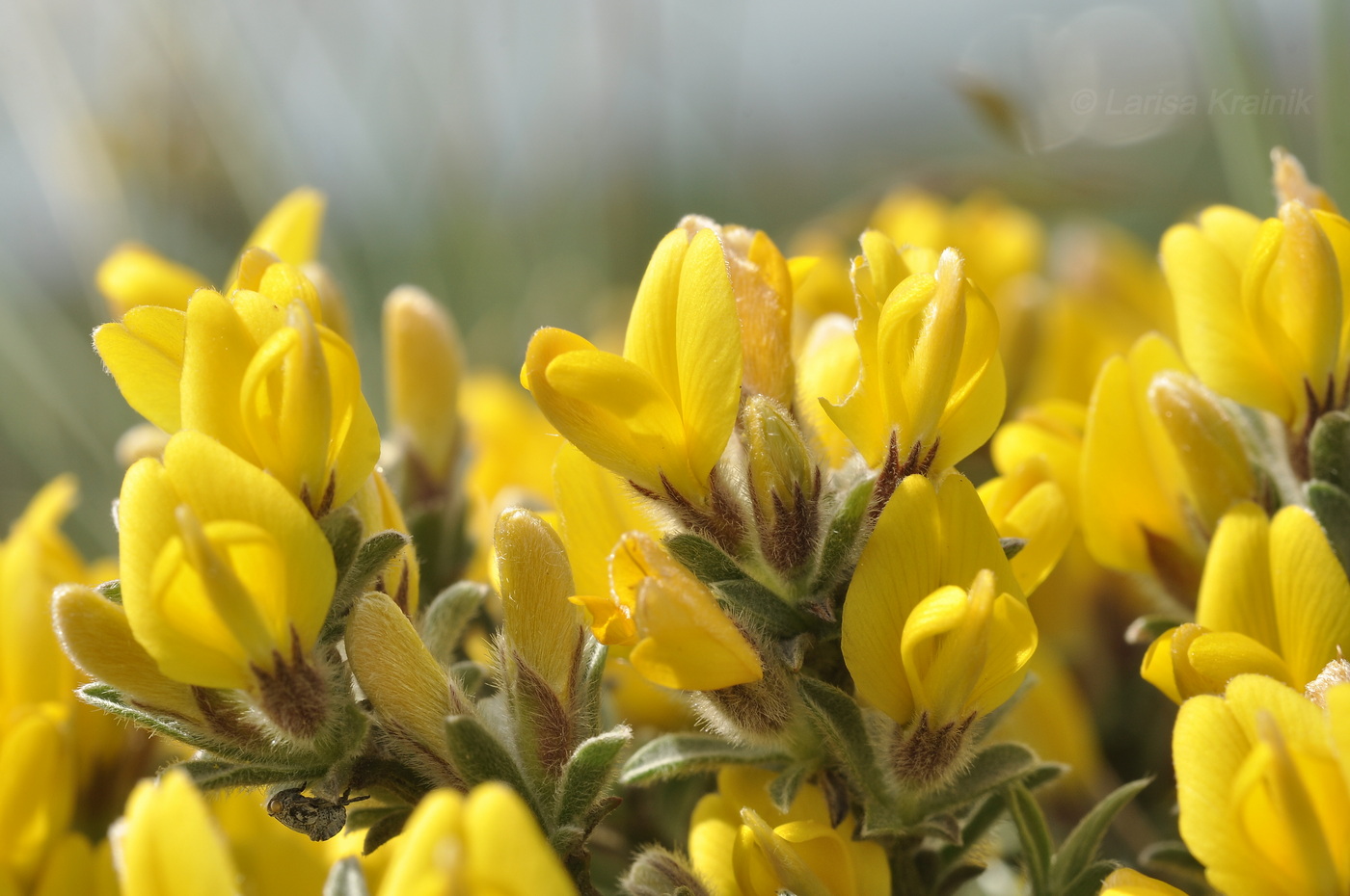 Image of Genista albida specimen.