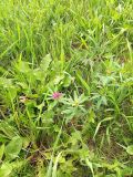 род Trifolium