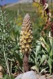 Orobanche kotschyi