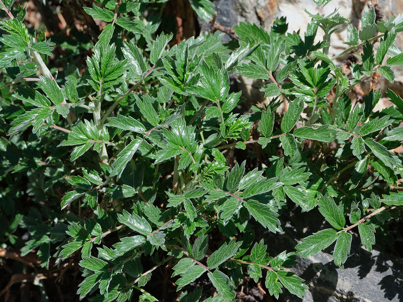 Image of Farinopsis salesoviana specimen.