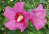 Hibiscus syriacus. Цветки с муравьями. Волгоград, ул. Бутурлиновская. 22.07.2026.