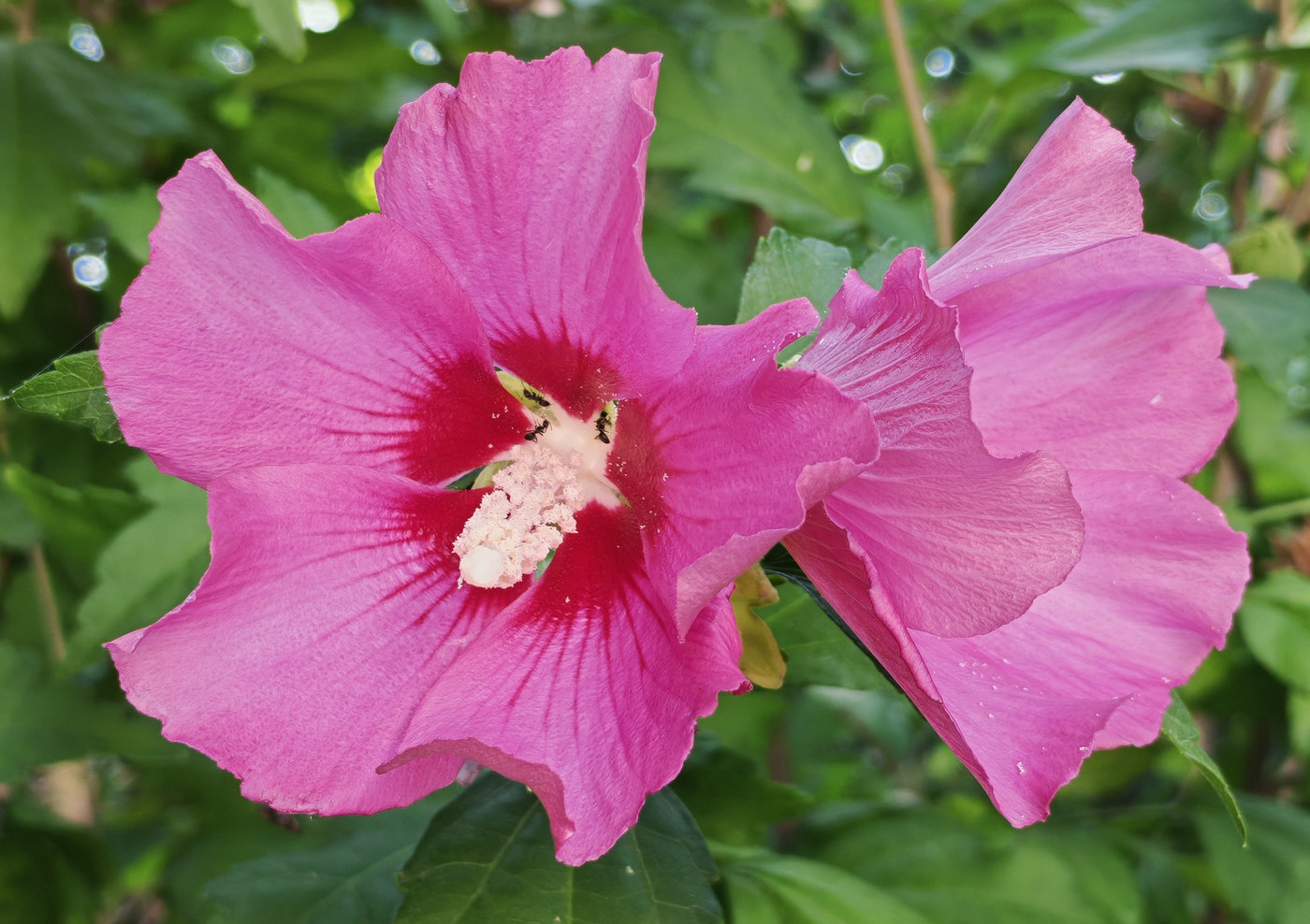 Image of Hibiscus syriacus specimen.