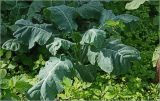 Brassica oleracea