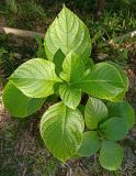 род Hydrangea. Молодые растения. Абхазия, г. Сухум, Ботанический сад. 13.08.2024.