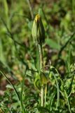 genus Tragopogon. Верхушка растения с развивающимся соцветием. Турция, ил Артвин, р-н Юсуфели, окр. дер. Дамлаташ, выс. 1925 м н.у.м., луг. 13 июня 2026 г.