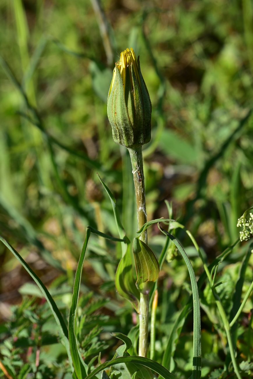 Image of genus Tragopogon specimen.