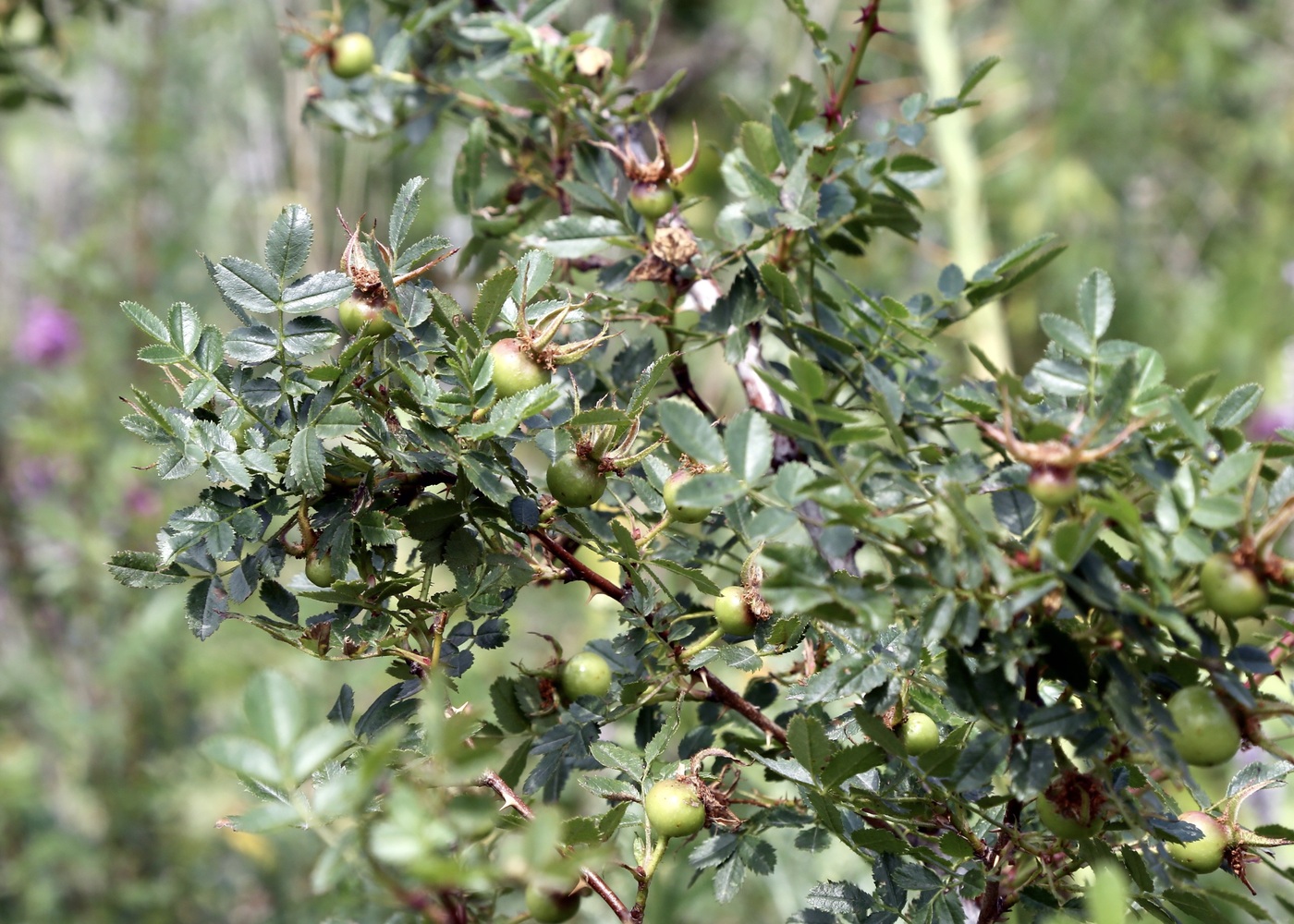 Изображение особи Rosa platyacantha.